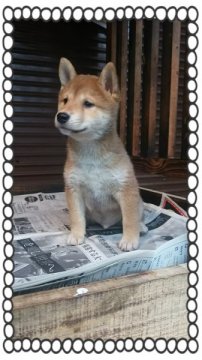 柴犬(標準サイズ)【茨城県・男の子・2015年9月17日・赤毛】の写真「体格良い子です❤11月までのサービス価格❗😋」