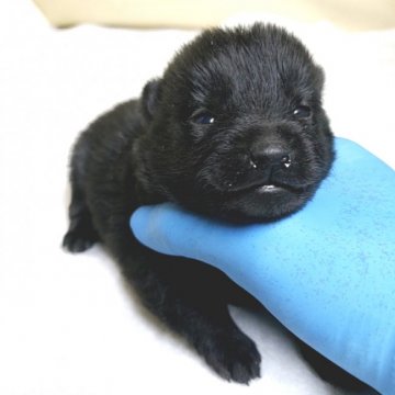 スキッパーキ【茨城県・男の子・2021年2月1日・ブラック】の写真「黒い弾丸🔫物凄く元気な犬種なのでお覚悟を…😜」