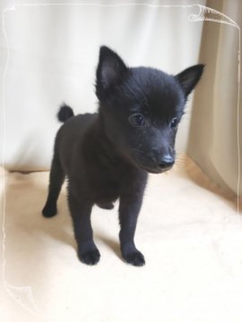 スキッパーキ【茨城県・女の子・2019年9月10日・ブラック】の写真「世界最高の室内番犬❗小さい子です✨尾っぽ有り🎵」