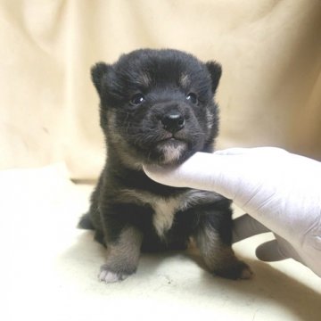 柴犬(豆柴)【茨城県・女の子・2021年11月12日・黒】の写真「父犬&母犬 共に 豆柴認定犬🌟」