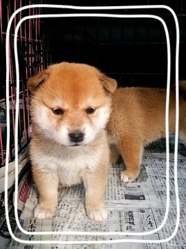 柴犬(標準サイズ)【茨城県・男の子・2014年9月11日・赤毛】の写真「質の良い柴犬です!!」