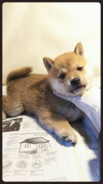 柴犬(標準サイズ)【茨城県・男の子・2017年11月22日・赤毛】の写真「とっても良いタヌキ顔❤️」