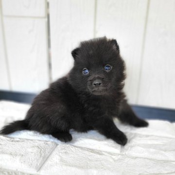 スキッパーキ【茨城県・男の子・2024年9月23日・ブラック】の写真「世界最高の室内番犬👿黒い弾丸Baby👿」