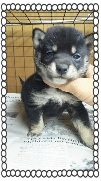 柴犬(標準サイズ)【茨城県・女の子・2015年11月27日・黒毛】の写真「小さい黒柴っこ❤今のところ豆柴サイズです…✌」