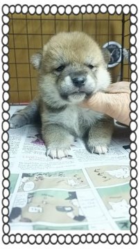 柴犬(標準サイズ)【茨城県・女の子・2016年1月14日・赤毛】の写真「キリ✨」