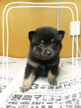 ☆ポメ柴☆父…ポメラニアン 母…柴犬【茨城県・女の子・2014年7月10日・ブラックタン】の写真「超おすすめ☆」