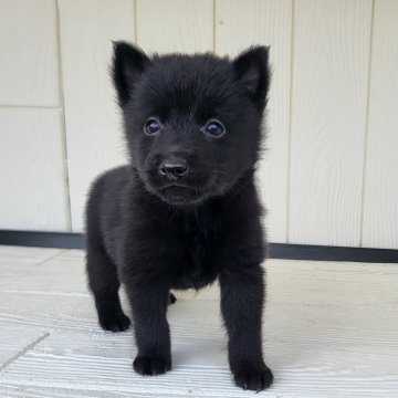 スキッパーキ【茨城県・男の子・2024年7月4日・ブラック】の写真「世界最高の室内番犬👿ブラックデビルに変身👿」