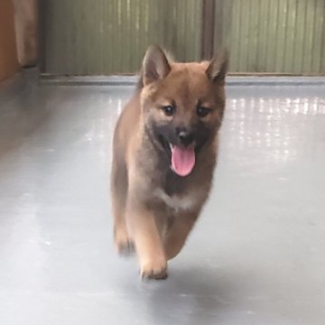 柴犬(豆柴)【茨城県・男の子・2020年7月31日・赤】の写真「三代祖豆柴❗父母共に遺伝子検査クリア🆗」