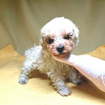 トイプードル(タイニー)【茨城県・男の子・2021年9月21日・クリーム】の写真「カールが強くて とっても可愛い❤️極小💕」