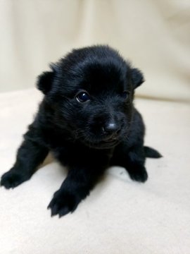 スキッパーキ【茨城県・女の子・2020年11月7日・ブラック】の写真「世界最高の室内番犬🌠黒い弾丸❕❕」