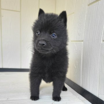 スキッパーキ【茨城県・女の子・2024年7月4日・ブラック】の写真「世界最高の室内番犬👿ブラックデビルに変身👿」