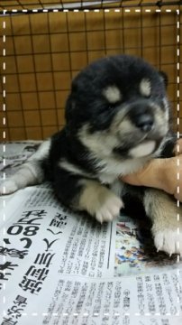 柴犬(標準サイズ)【茨城県・男の子・2015年4月9日・黒毛】の写真「白の入り方が格好良いです🎵」