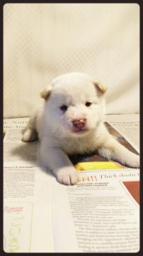 柴犬(標準サイズ)【茨城県・男の子・2018年2月17日・白毛】の写真「も〰️う❗️めっちゃまんまるぷくぷく❗️です💖」