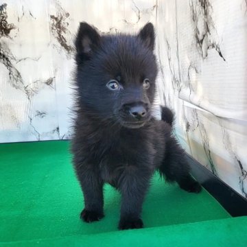 スキッパーキ【茨城県・男の子・2023年9月6日・ブラック】の写真「👿世界最高の室内番犬👿条件により割引有り👿」