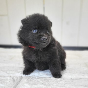 スキッパーキ【茨城県・女の子・2024年9月23日・ブラック】の写真「世界最高の室内番犬👿弾丸Baby〰👿❣️」