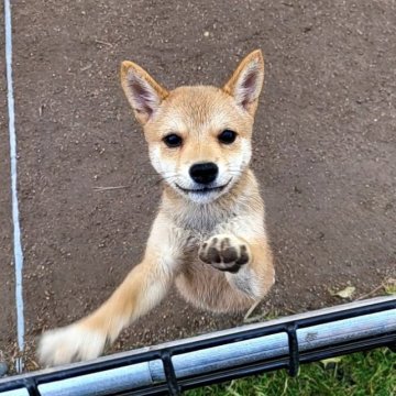 柴犬(豆柴)【茨城県・女の子・2022年9月28日・赤】の写真「🌟4代祖豆柴です🌟血統書はKC豆柴表記🌟極小」