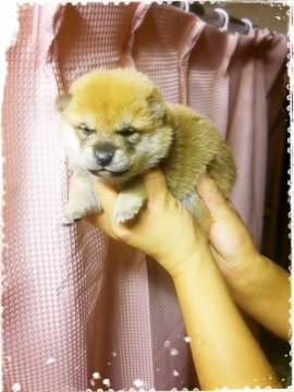 柴犬(標準サイズ)【茨城県・男の子・2014年9月11日・赤毛】の写真「質の良い柴犬です!!」