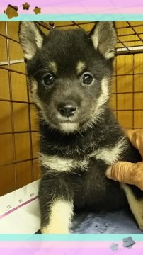 柴犬(標準サイズ)【茨城県・男の子・2015年4月15日・黒毛】の写真「可愛格好いー🎵」