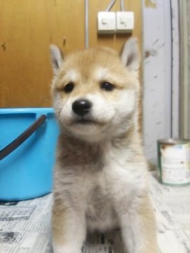 柴犬(標準サイズ)【茨城県・女の子・2014年9月25日・赤毛】の写真「可愛いいですよー♪」