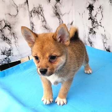 チワ柴♥️(父～チワワ×母～柴犬)【茨城県・男の子・2023年8月22日・赤】の写真「可愛い可愛い❤️チワ柴ちゃん🌟超オススメ」