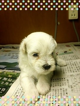 ◎マルシュー◎マルチーズ&M.シュナウザー【茨城県・男の子・2014年7月23日・ホワイト】の写真「割り引きしました♪」