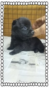 スキッパーキ【茨城県・女の子・2015年12月2日・ブラック】の写真「世界最高の室内番犬と言われてます❤小っちゃいです❤」