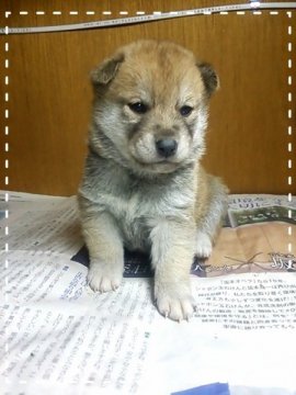 柴犬(標準サイズ)【茨城県・女の子・2015年1月22日・赤毛】の写真「可愛い( 〃▽〃)」