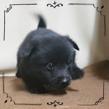 スキッパーキ【茨城県・男の子・2019年12月5日・ブラック】の写真「世界最高の室内番犬‼️まさに黒い弾丸…😅」