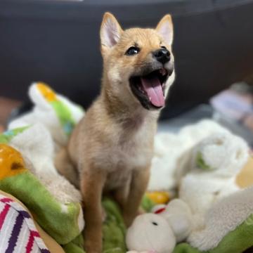 柴犬(豆柴)【茨城県・女の子・2022年7月10日・赤】の写真「4代祖豆柴💟超〰️可愛い本物の豆柴♥️極少予測」