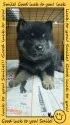 ポメ柴❤ 父…ポメラニアン 母…柴犬【茨城県・男の子・2015年6月5日・ブラックタン】の写真1