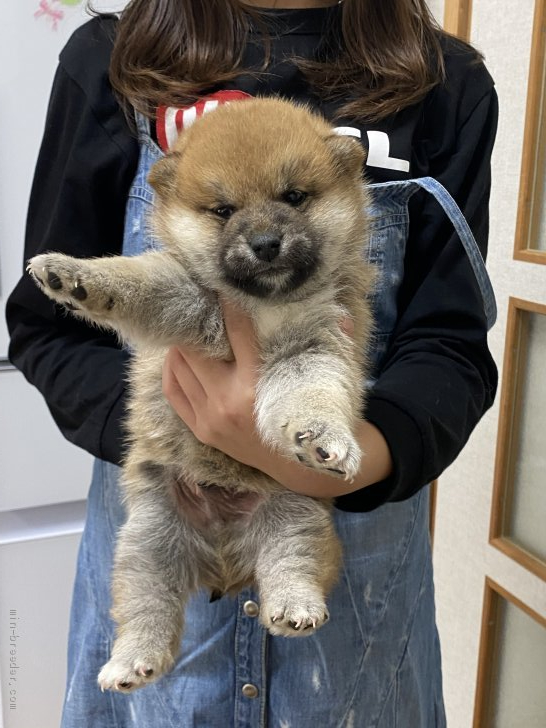 柴犬 大阪府 男の子 年12月7日 赤 とても可愛いらしい子犬ちゃん 少し欠点あり みんなのブリーダー 子犬id 2101