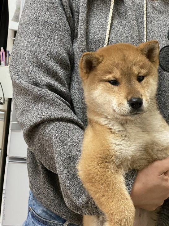 四国犬 大阪府 女の子 年10月日 赤胡麻 貴重犬種の四国犬です みんなのブリーダー 子犬id 12