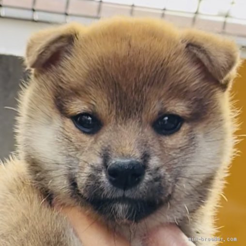 柴犬 奈良県 女の子 21年4月26日 赤色 ６月２８日体重1 ２キロ 小振な容姿抜群の女の子 みんなのブリーダー 子犬id 2106