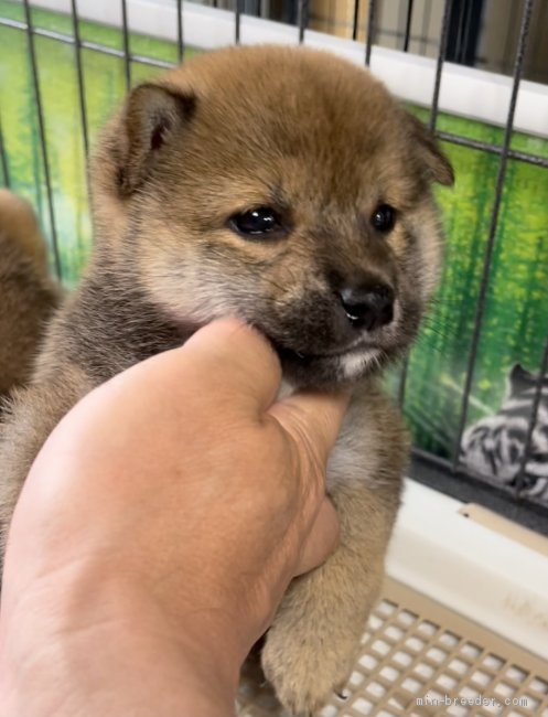 柴犬 奈良県 女の子 21年4月26日 赤色 展覧会用柴犬 超可愛い 女の子です 性格 も穏やか みんなのブリーダー 子犬id 2106