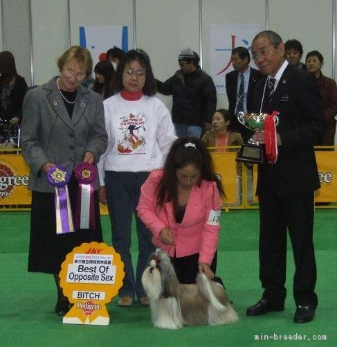 自家繁殖犬　ＪＫＣ単犬種特別合同本部展　ＢＯＳ（雌組優勝）｜添田　滋(そえだ　しげる)ブリーダー(埼玉県・シーズーなど・JKC登録)の紹介写真2