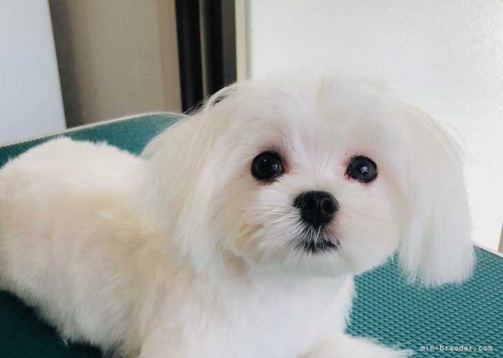 添田滋ブリーダーのブログ：マルチーズ　産まれました。　4/26大きくなりました。父画像です。