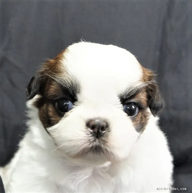 ユウ 様のお迎えした子犬