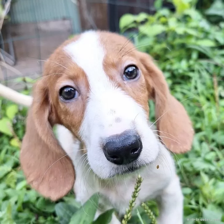 Ｉ.M 様のお迎えした子犬