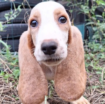 バセットハウンドの子犬を探す｜ブリーダー直販の子犬販売【みんなのブリーダー】