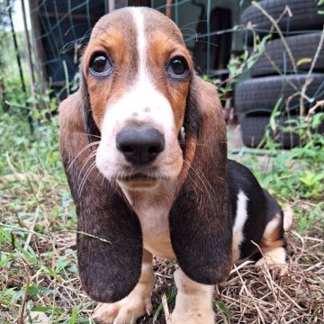 バセットハウンドの子犬を探す｜ブリーダー直販の子犬販売【みんなのブリーダー】