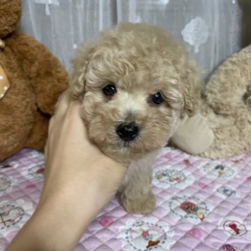 タイニープードル【滋賀県・男の子・2024年7月12日・シャンパン】の写真「色素、毛量、毛巻きバッチリ🎶
しろくま君💙」