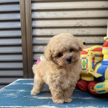 トイプードル(ティーカップ)【滋賀県・男の子・2024年6月18日・カフェオーレ】の写真「小さい子です。
色素、毛量、毛巻きバッチリ✨」