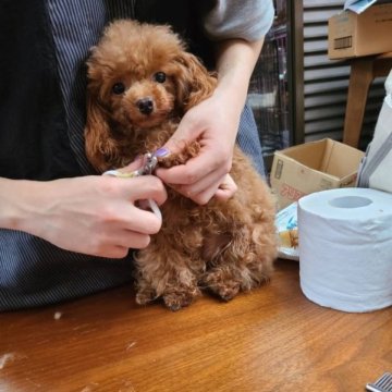 トイプードル(ティーカップ)【滋賀県・女の子・2022年10月1日・レッド】の写真「抜群の毛量、色素　毛まき申し分ありません。」