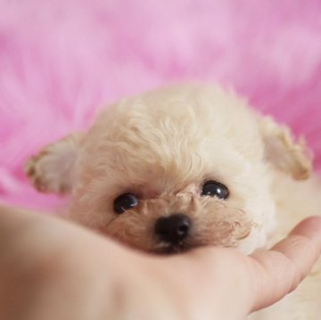 ティーカッププードル【香川県・男の子・2024年10月12日・ホワイト】の写真「色素しっかり❤️ぽちゃぽちゃボディ💖」