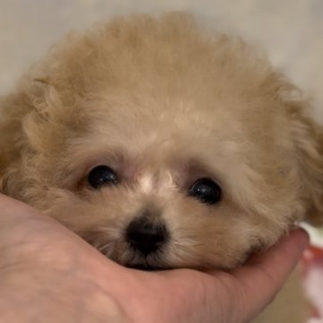 トイプードル(ティーカップ)【香川県・男の子・2024年5月19日・クリーム】の写真「🌸お盆最終セール🌸」