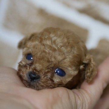 トイプードル(ティーカップ)【香川県・男の子・2024年2月8日・レッド】の写真「小さな小さな王子さま💐」