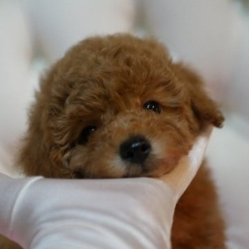 レッドのトイプードルの子犬を探す｜ブリーダー直販の子犬販売【みんなのブリーダー】