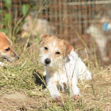 ジャックラッセルテリア【埼玉県・女の子・2016年3月14日・ホワイト&タン(ブロークン)】の写真「運動神経バツグン、ドックスポーツ向きかも。」