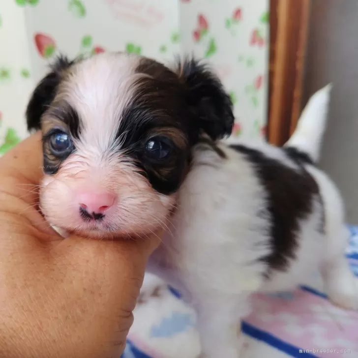 パピヨン子犬生まれました。 - 高知県のその他