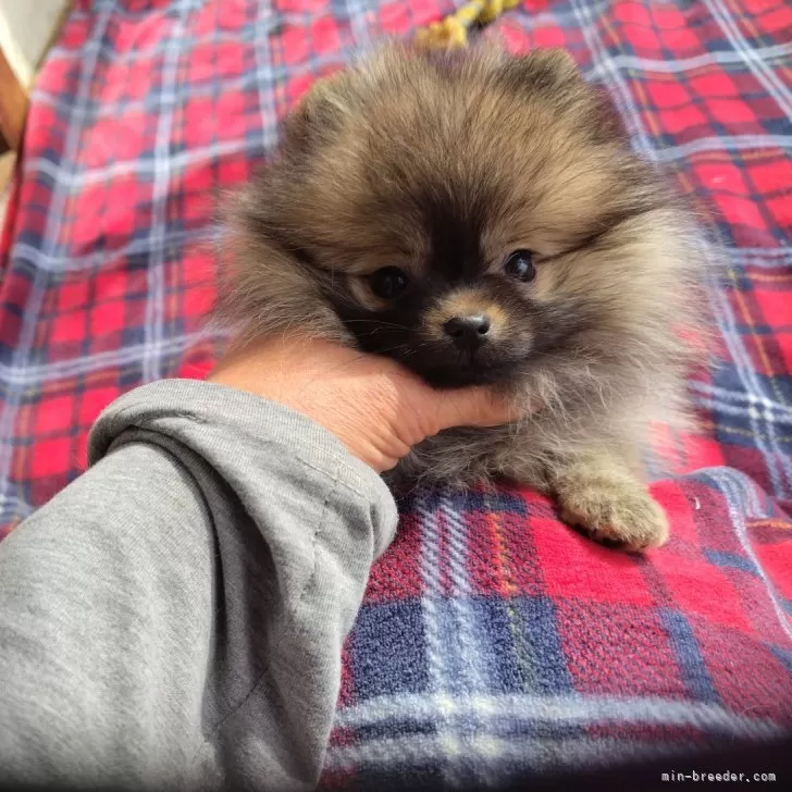 かん 様のお迎えした子犬